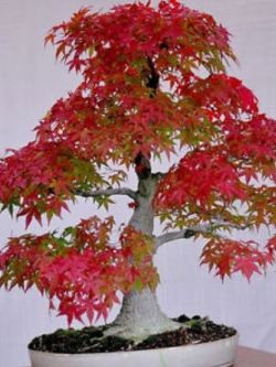 เมเปิ้ลอเมริกันบอนไซ (American Maple Bonsai) สีแดง / 20 เม็ด
