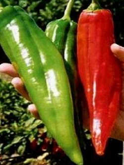 พริกยักษ์ (Numex Big Jim) / 10 เม็ด (Serbia)