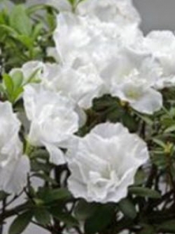 กุหลาบพันปี (Azalea) ขาว / 100 เม็ด (นอก)