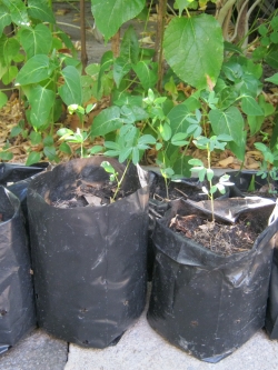 ต้นกล้ามะขามเทศ หวานมัน ถุงดำ สูง 30-40 ซ.ม. / ต้น