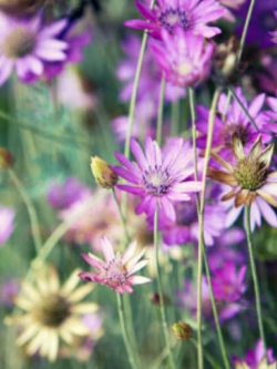 อิมมอร์เทล (Immortelle / Xeranthemum annuum) คละ / 850 เม็ด (Poland)