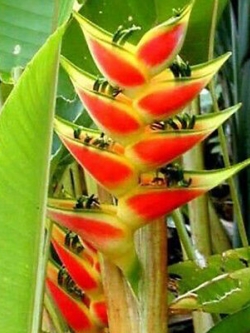 ต้นเฮลิโคเนีย (Heliconia) กระถาง สูง 50-70 ซ.ม. / ต้น