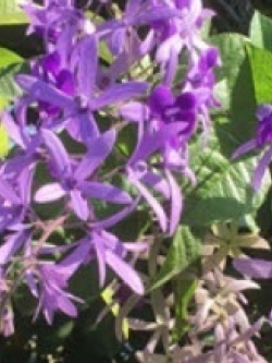 พวงครามออสเตรเลีย (Queen's Wreath) / 10 เม็ด (ไทย)