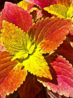 ฤาษีผสม สีส้ม-เหลือง (Coleus - Wizard Sunset) / 20 เม็ด (UK)
