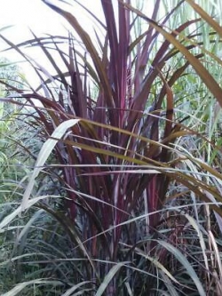 หญ้าน้ำพุ (Fountain grass / Pennisetum) / 20 เม็ด