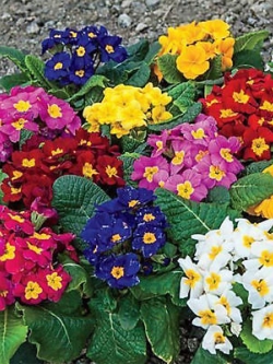 พริมโรส (Primrose) คละ / 100 เม็ด