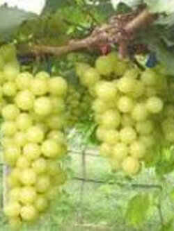 ต้นองุ่น ลูส เพอเลทท์ (Loose Perlette) / ต้น