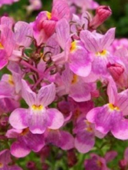 โทดแฟล็กซ์ (Toadflax / Linaria Vulgaris) / ซอง 50 เม็ด (A245)