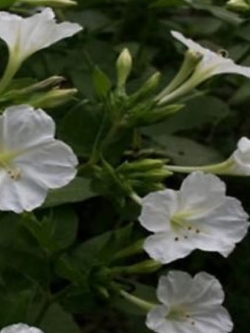 บานเย็น สีขาว / 20 เม็ด (USA)