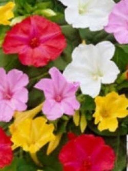 บานเย็น (Four O'Clock) คละ / 10 เม็ด (Hungary)