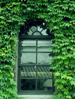 บอสตัน ไอวี่ (Boston Ivy) เขียว / 100 เม็ด (Netherlands)