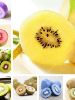 กีวี่ (Kiwi) คละสี / 50 เม็ด (นอก)