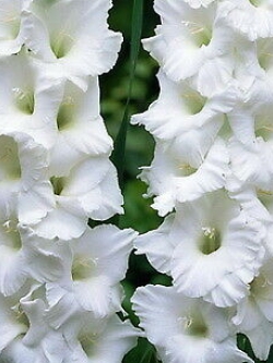 แกลดิโอลัส (Gladiolus) สีขาว ดอกใหญ่ / 100 เม็ด