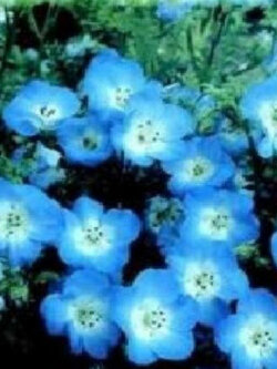 เนโมฟีลา เบบี้ บลู อาย (Nemophila - Baby Blue Eyes) / 800 เม็ด (UK)*