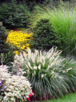 รวมหญ้าประดับ คละ 5 ชนิด / หนัก 3 กรัม (UK)*