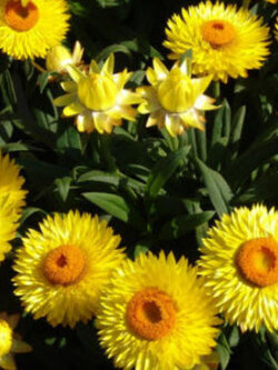 ดอกกระดาษ หรือสตรอ ฟลาวเวอร์ (Straw flower) เหลือง / 900 เม็ด (UK)