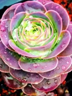 กรีโนเวียชมพู (Pink Greenovia) / 100 เม็ด