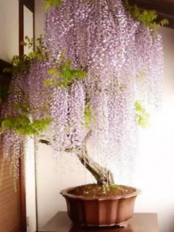 วิสทีเรียบอนไซ (Wisteria bonsai) สีม่วง / 10 เม็ด