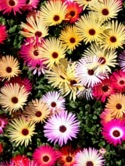 ไอซ์ แพล้นท์ (Ice Plant) คละสี / 4,000 เม็ด (UK)