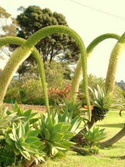 อะกาเว่หางหมาจิ้งจอก (Fox Tail Agave) / 10 เม็ด (Portugal)