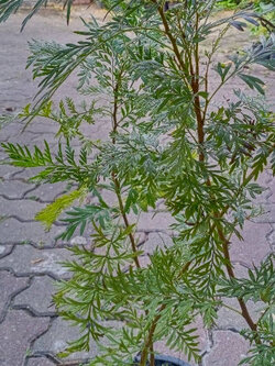 ต้นซิลเวอร์ โอ๊ค ออสเตรเลีย (Australian silver oak) กระถาง 8 นิ้ว สูง 20-40 ซ.ม.