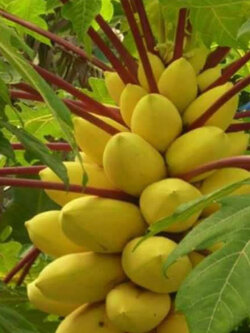 ต้นกล้ามะละกอ เหลืองกระบี่ สูง 10-20 ซ.ม. / ต้น