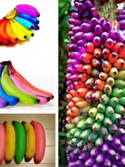 กล้วยแฟนซีบอนไซ / 100 เม็ด