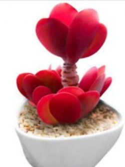 เมล็ดกุหลาบหิน (Kalanchoe) สีแดง "Setting Sun" / 100 เม็ด (นอก)