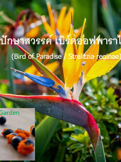 เบิร์ด ปักษาสวรรค์ เบิร์ดออฟพาราไดซ์ Bird of Paradise / 5 เม็ด (UK)