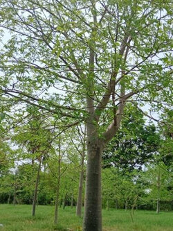 เบาบับ (Baobab) / 10 เม็ด