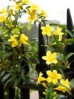 มะลิ สีเหลือง / 50 เม็ด (นอก)