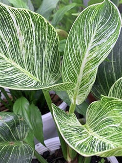 ต้นฟิโล เบอกิ้นด่าง กระถาง 6 นิ้ว