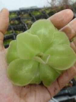 พิงกุยใหญ่ (Pinguicula Giant) / 5 เม็ด (Spain)