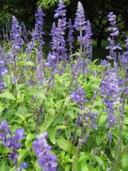ซัลเวีย (Salvia) / 25 เม็ด (Hungary)