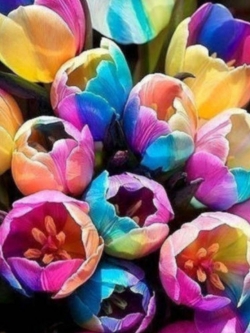 ทิวลิป แฟนซี (Rainbow Tulip) / 100 เม็ด