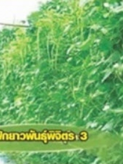 ถั่วฝักยาว พันธุ์พิจิตร 3 / 50 เม็ด