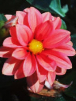 รักเร่ สีชมพู (Pink Dahlia) / 100 เม็ด