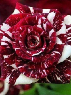 Dragon Rose ดอกสีแดง-ขาว / 10 เม็ด