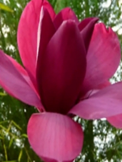 แม็กโนเลีย (Magnolia) สีแดง / 5 เม็ด (Japan)