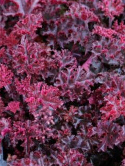 ฮิวเชร่า (Heuchera Melting Fire) / 15 เม็ด (Australia)