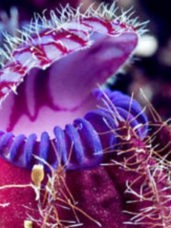 กระเป๋าจิงโจ้ (Cephalotus Giant Clip) คละ / 100 เม็ด