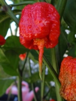 พริก 7 Pot Primo แดง / 15 เม็ด (USA)