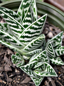 ว่านหางจระเข้ด่าง (Aloe Variegata) / 5 เม็ด (Spain)*