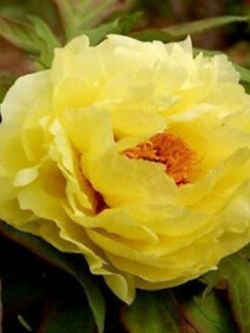โบตั๋น (peony) เหลือง / 20 เม็ด (นอก)