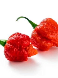 พริก Carolina Reaper / 10 เม็ด (UK)