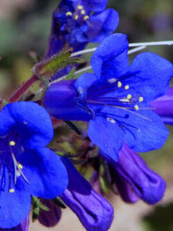 แคลิฟอร์เนีย บลูเบล (California Bluebell) / 100 เม็ด (UK)