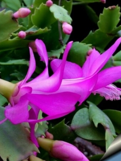 คริสมาสแคคตัส (Christmas Cactus) สีชมพู / 25 เม็ด