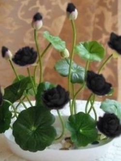 บัวอ่าง (bowl lotus) สีดำ / 5 เม็ด (นอก)