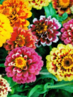 บานชื่น (Youth-and-old Age) คละสี / ซอง 50 เม็ด (A091)