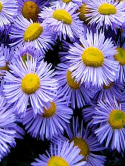 เดซี่หิมาลัย (Erigeron) คละ / 500 เม็ด (UK)